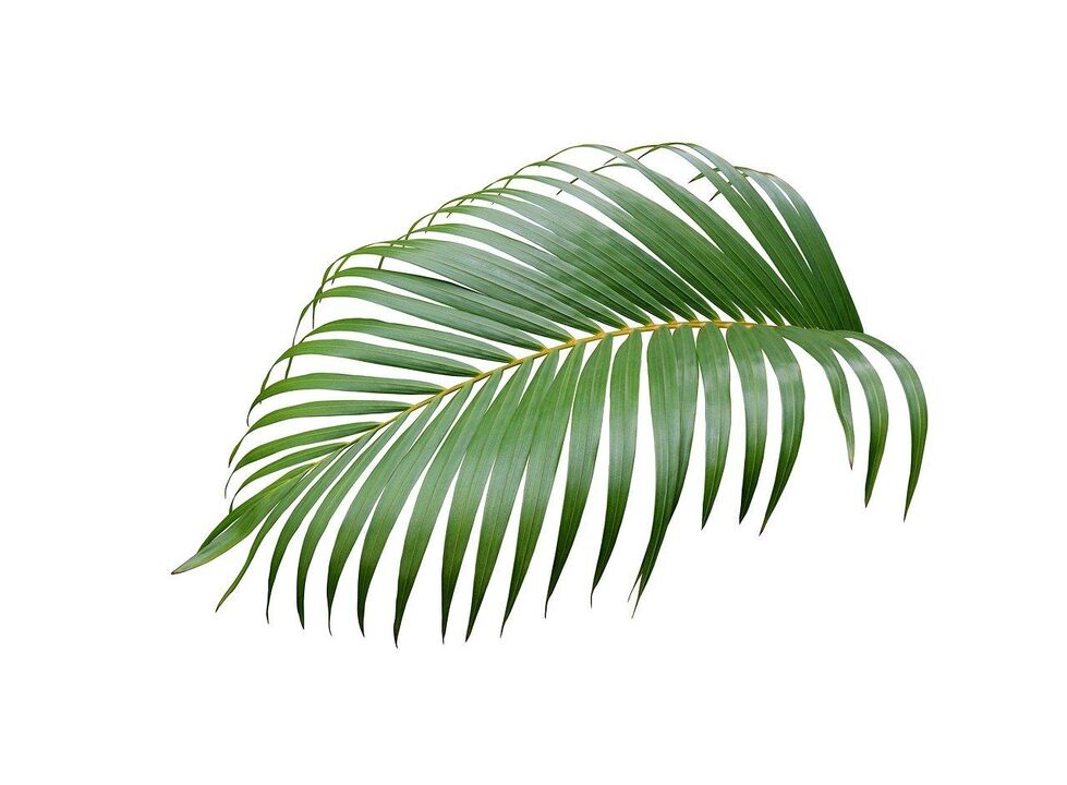 Palmeira de cerenia nas cápsulas de Urosaf